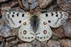 Parnassius apollo nevadensis
